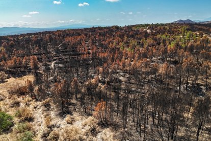 Zona cremada de l'incendi de Paüls.