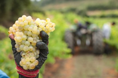 Vendimia en Cabra del Camp, en la finca del Celler Mas Vicenç.
