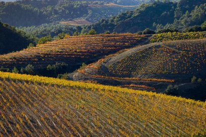 Imagen de archivo de viñedos en el Priorat.
