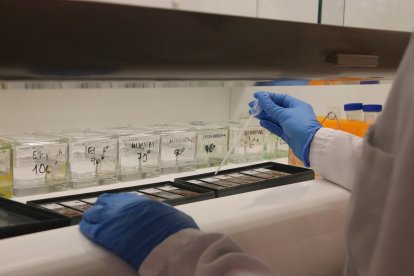 Una investigadora analiza muestras en el Institut de Recerca de Sant Pau.