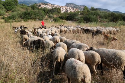 Tamara Pons pasturant el ramat de cabres a Paüls