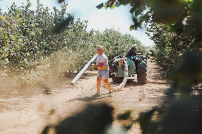 L'avellaner encara trigarà uns anys a recuperar-se.