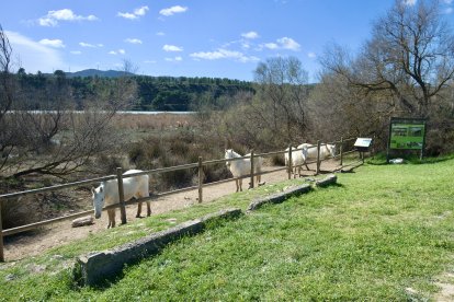 Cavalls de la Camarga pasturant per la Reserva Natural de Sebes, a Flix.