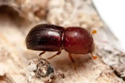 Este insecto, procedente de Asia, es el culpable de la muerte de ejemplares de algarrobos.