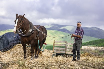 Alfred Ferrís treballa amb tracció animal, en el seu cas compta amb eugues que l’ajuden amb les terres.