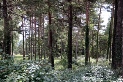 Un bosque en Capolat, al Berguedà