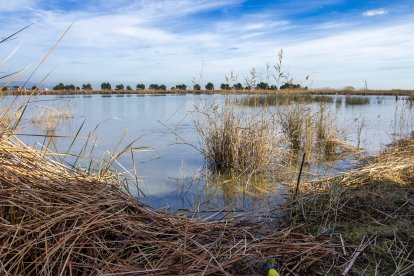 La Bassa de les Olles, al delta de l'Ebre.