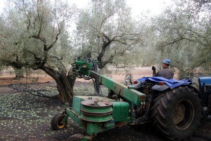Un tractor sacseja una olivera a Santa Bàrbara