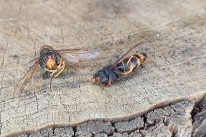 Dos ejemplares de avispa velutina muertas. Ambas se ahogaron en una piscina de Tarragona.