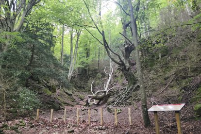 La tanca instal·lada a l'arbre.