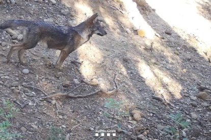 Un cachorro de lobo detectado en Catalunya.