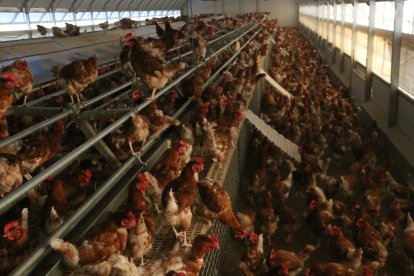 Imagen de archivo de una granja de aves