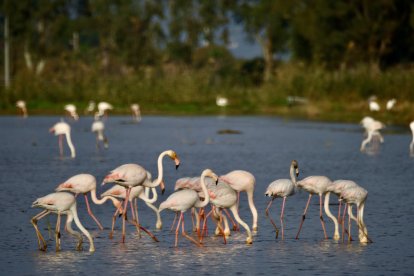 Flamencs al delta de l'Ebre.
