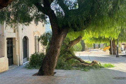 La rama del árbol ha caíudo en la acera del paseo de Sant Antoni.