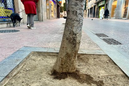 Quedará prohibido que los animales orinen en alcorques con vegetación o en cualquier tipo de mobiliario urbano