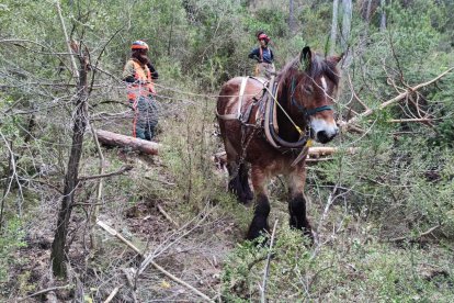 Treballs amb l'ajut de cavalls, al Parc Natural dels Ports.