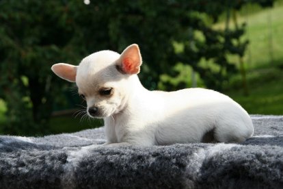 Un chihuahua.