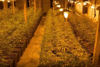La plantación de marihuana incautada en la operación.