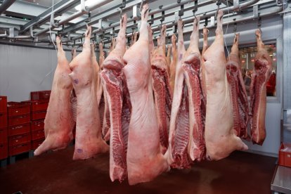 Los animales que tienen las granjas de la zona del brote se sacrificarán.