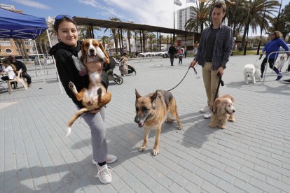 La iniciativa tendrá lugar este sábado con el objetivo de promover la adopción responsable y dar visibilidad a los perros que actualmente esperan una familia