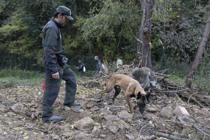 El Cuerpo de Agentes Rurales del Departamento de Interior y Seguridad Pública muestra cómo se trabaja con los agentes caninos en la localización de ejemplares de jabalí en el marco del operativo para la contención del virus de la Peste Porcina Africana, este domingo, en Sabadell