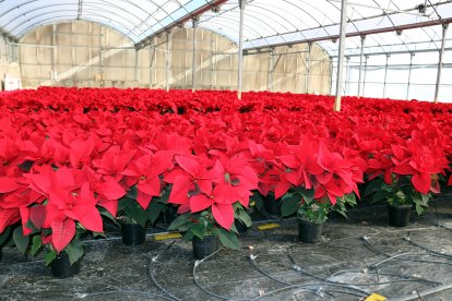 Un invernadero con poinsettias en Vilassar de Mar