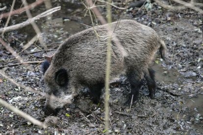 Un jabalí campa por la sierra de Collserola.