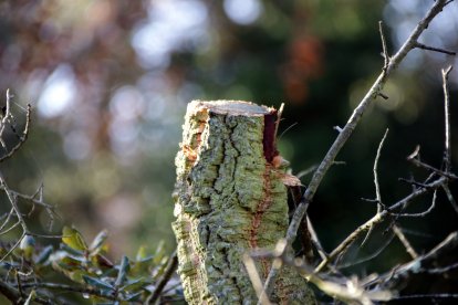 Primer plano de un tronco de árbol cortado, en Caldes de Malavella