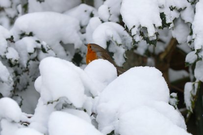 Un pájaro de la especie petirrojo europeo posado en las ramas nevadas de un árbol en  Pedrafita do Cebreiro (Lugo), este lunes.