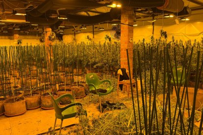 Parte del espacio en el que se cultivaba la droga.