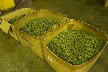 Cajas con los cogollos de marihuana.