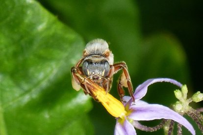 Una abeja melipona, en una imagen de archivo