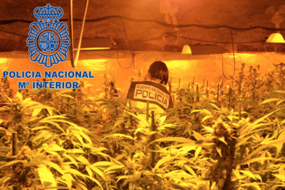 Una agente en una de las plantaciones.