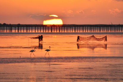 Fotografia 'Capturant flamencs', premiada en una anterior edició.