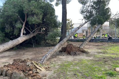El temporal de viento ha provocado la caída de varios pinos en los jardines del Santuari de Misericòrdia.