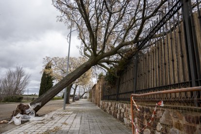 Un árbol tirado por el viento.