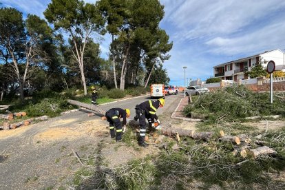 Algunos árboles han sucumbido a la fuerza del viento.