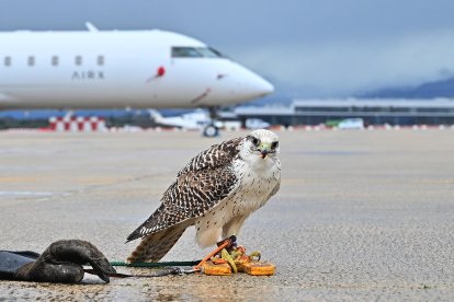 Copérnico posa para el 'Diari', listo para echar a volar.