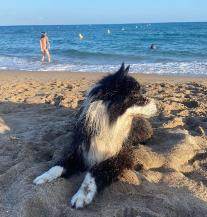 Perrito disfrutando de la playa