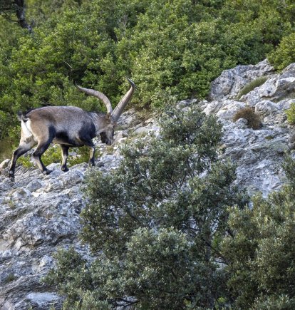 Imagen de una cabra salvaje en els Ports
