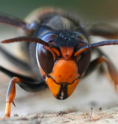 Un ejemplar de esta especie invasora de avispa que llegó a Europa hace ya más de 20 años