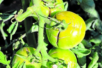 El ‘clivell’, la característica cicatriz del ‘Benach’.