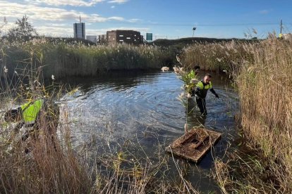 La retirada de cañas en una laguna.