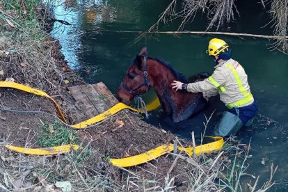 El ejemplar se cayó al río el jueves por la mañana.