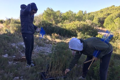 Se plantaron fresnos, pinos y encinas.
