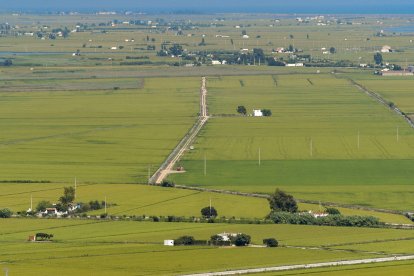 Los arrozales condicionan la biodiversidad del Delta.
