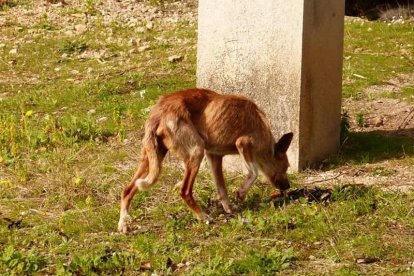 Una de las imágenes captadas por los vecinos.