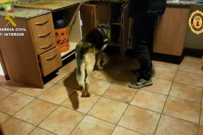 El fugitivo de un intento de homicidio en Torreforta que vigilaba una plantación de 'maría' en Miami Platja