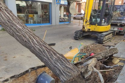 El viento tumba un árbol en el centro de El Vendrell