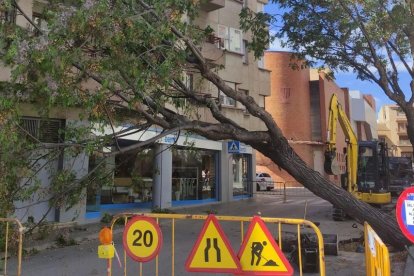 El árbol ha caído en la calle.